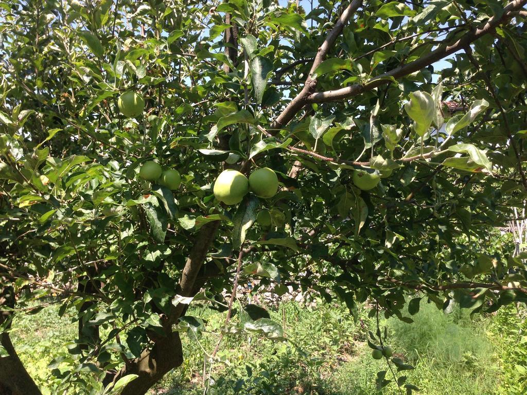 Eco Garten Guest House Σκόδρα Εξωτερικό φωτογραφία