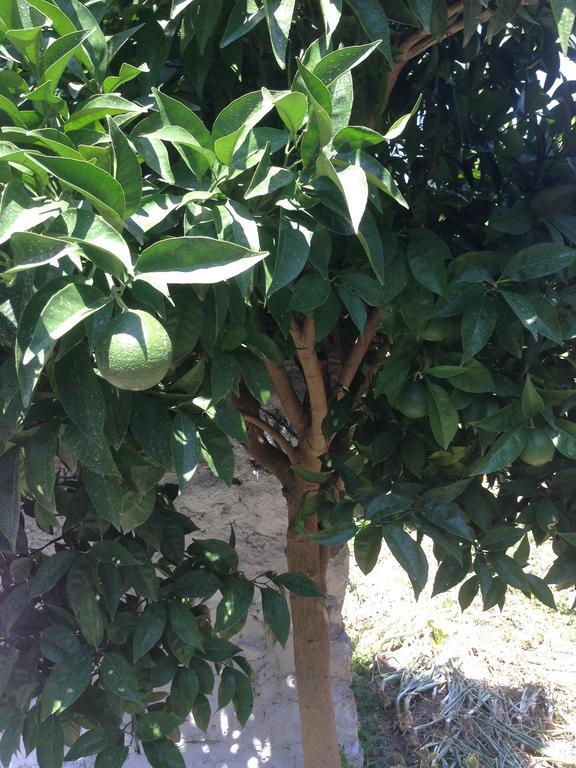 Eco Garten Guest House Σκόδρα Εξωτερικό φωτογραφία