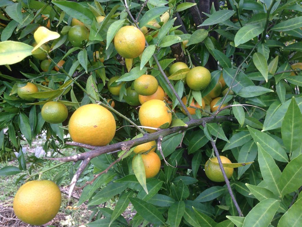 Eco Garten Guest House Σκόδρα Εξωτερικό φωτογραφία