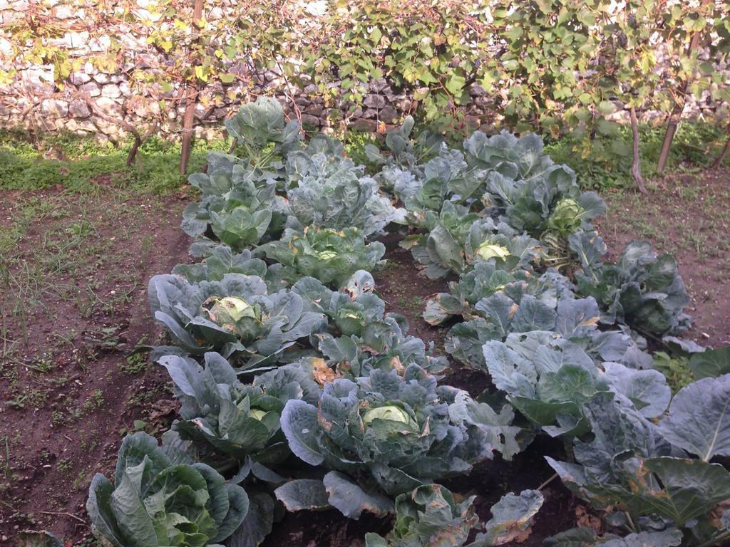 Eco Garten Guest House Σκόδρα Εξωτερικό φωτογραφία