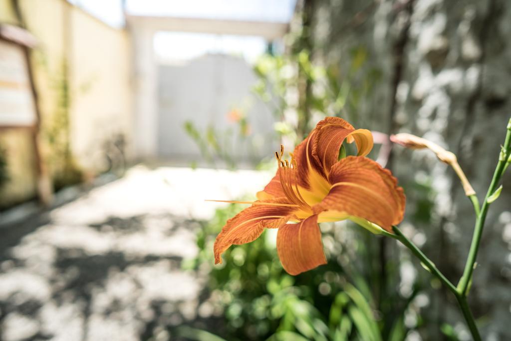 Eco Garten Guest House Σκόδρα Εξωτερικό φωτογραφία