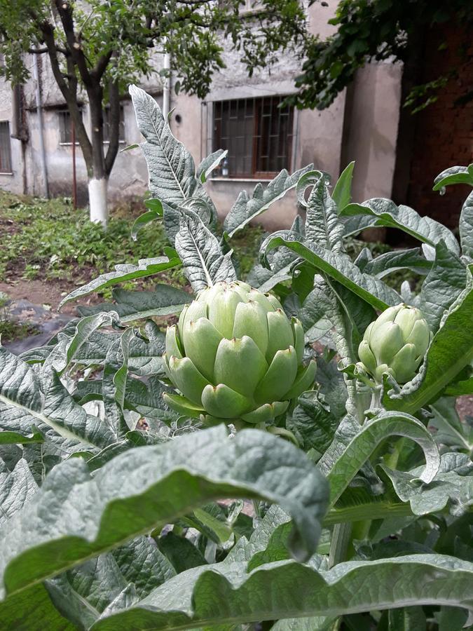Eco Garten Guest House Σκόδρα Εξωτερικό φωτογραφία
